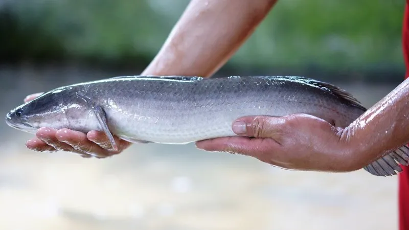 7 Cách nấu cháo cá lóc cho bé 6 tháng siêu dễ làm cho bé mau ăn chóng lớn