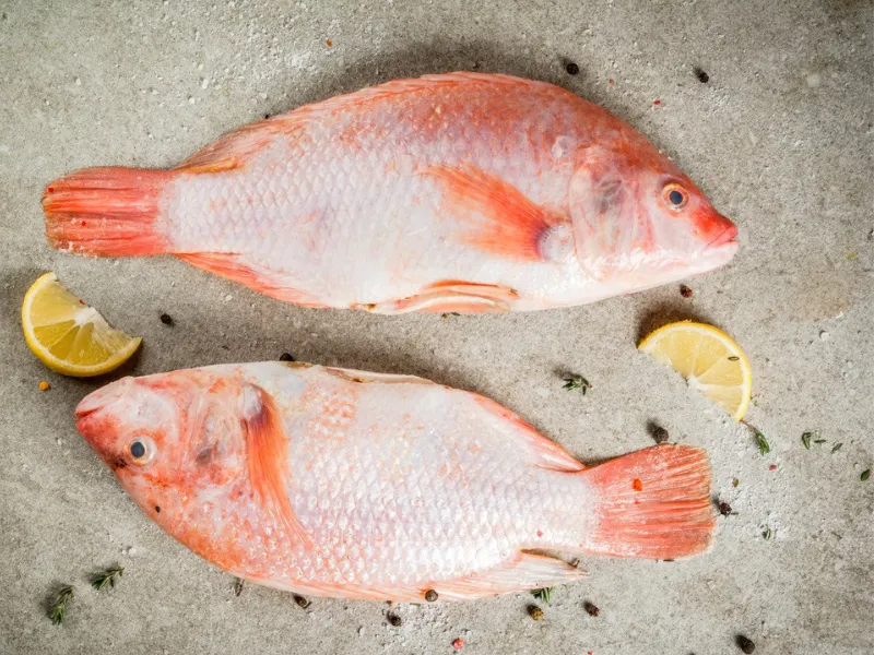 Lựa chọn cá diêu hồng tươi để nấu món lẩu cá diêu hồng ngon