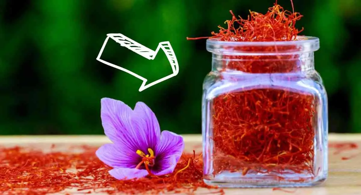 Khoa học chứng minh tác dụng của saffron cực tốt nhưng 4 nhóm đối tượng sau cần tránh xa