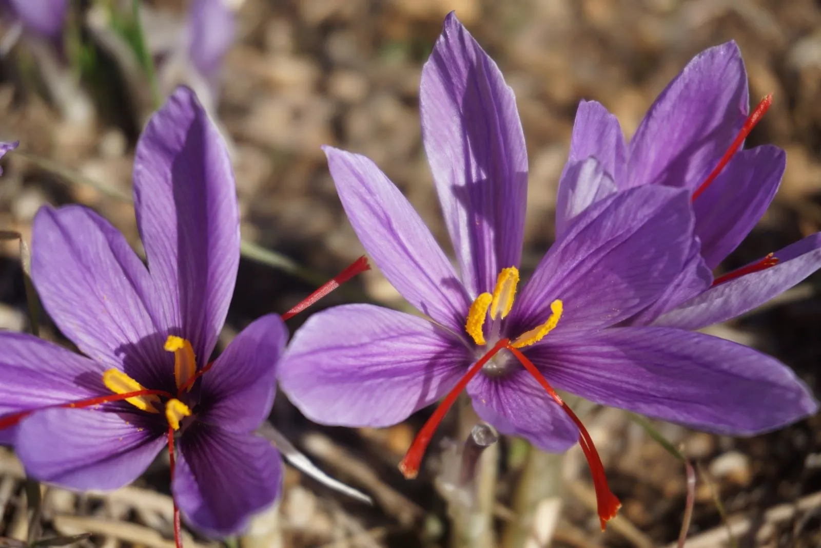 Khoa học chứng minh tác dụng của saffron cực tốt nhưng 4 nhóm đối tượng sau cần tránh xa