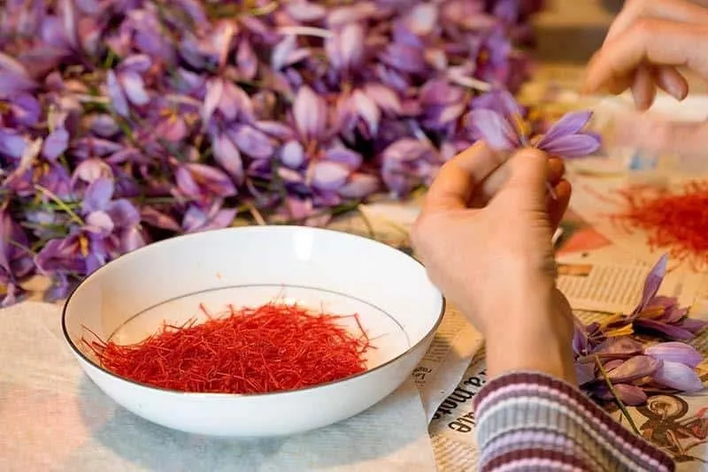 Khoa học chứng minh tác dụng của saffron cực tốt nhưng 4 nhóm đối tượng sau cần tránh xa