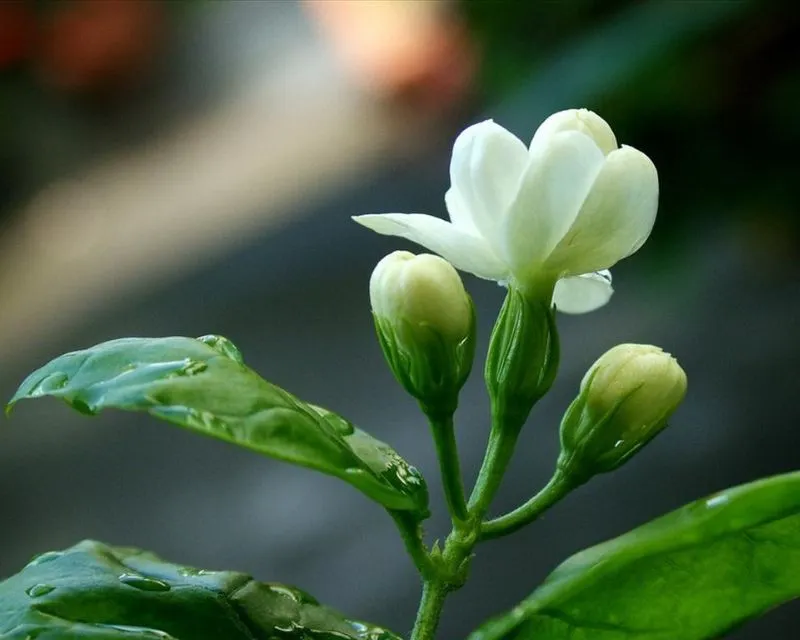 Lưu ngay cách nấu trà sữa bằng trà lài thơm ngon, lạ miệng ai thử cũng mê