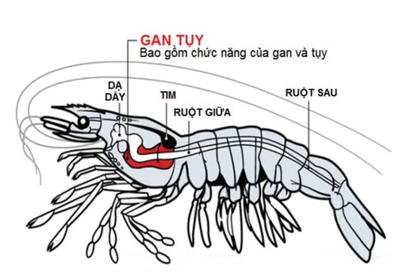 Phần đầu tôm chứa gì, có phải là phân không? Chuyên gia đã chính thức lên tiếng