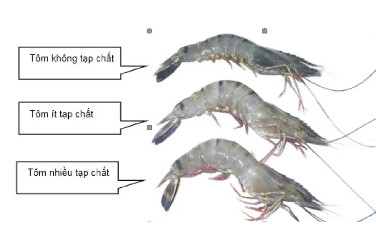 Phần đầu tôm chứa gì, có phải là phân không? Chuyên gia đã chính thức lên tiếng