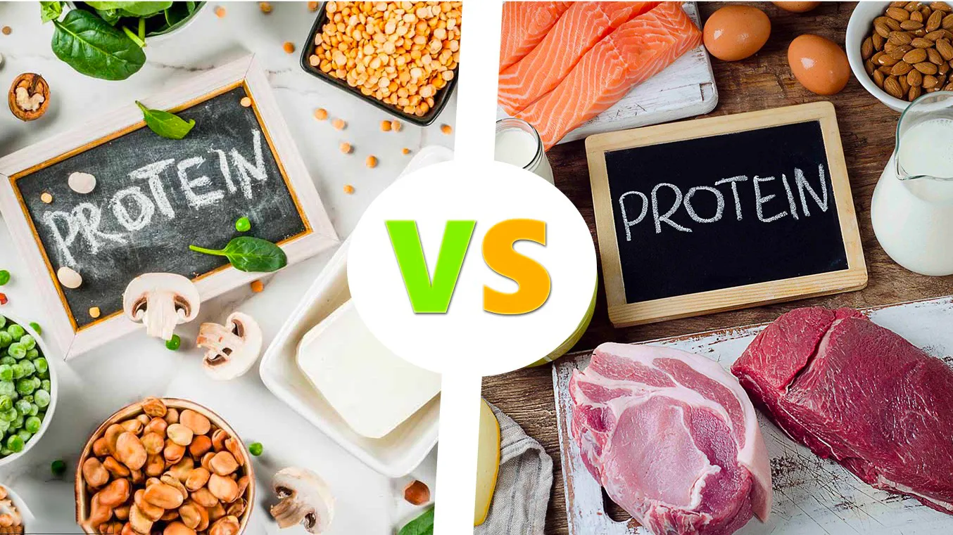 Protein có trong thực phẩm nào? Loại thực phẩm giàu protein