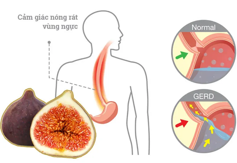 Uống nước quả sung phơi khô có tác dụng gì? Thứ nước rẻ như cho công hiệu thần kỳ